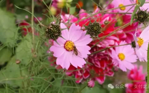 亲人突然离开，微信支付宝里的钱怎么办？